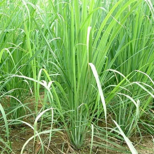 Lemon Grass