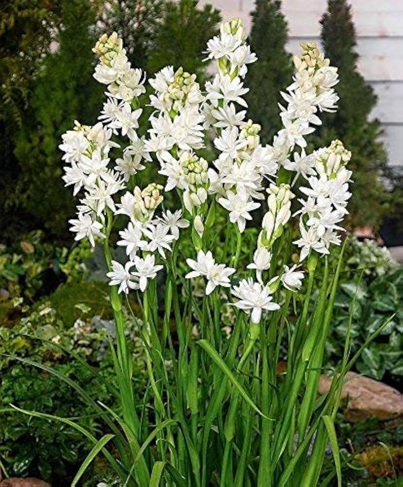 Tuberose
